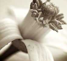 Tiny Grapefruit Tree Blossom by Renee Hubbard Fine Art Photography