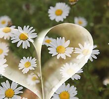 I love flower, I know boring - But I really do !! by Nina Matthews Photography