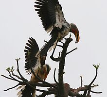 Hornbill Courtship by naturalnomad