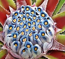 " Flower of a Aloe Plant" by Malcolm Chant