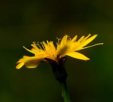 Sun Gazer by Sue Tyler