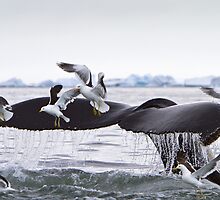 Humpback Whale going to the Birds! by Michael S Nolan