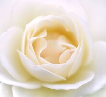Everlasting... by Lisa Argyropoulos