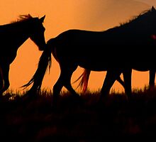 Harvest Moon by Jeanne Nations