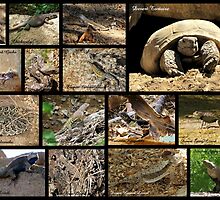 Commonly Seen Arizona Reptiles ~ Poster by Kimberly Chadwick