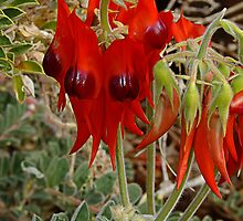 Sturt's Dersert pea by Julia Harwood