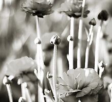 pete's poppies by vampvamp