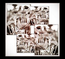 pete's poppies II - collage by vampvamp