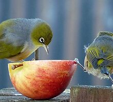 We all need a "Helping Hand" from time to time! - Silvereyes Eyes - NZ ** by AndreaEL