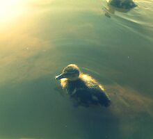 My friend Archie. by MollyPaddock