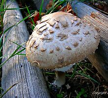 Fungal Infection by Ajoydesigns