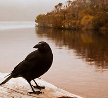 Silent Watcher by Kylie Sheahen