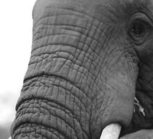 Elephant - Kruger NP, South Africa by craigs79