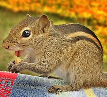 Chipmunk in Sri Lanka . by Lilian Marshall