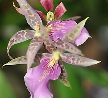 World of Orchids Plate # 40 by Matsumoto