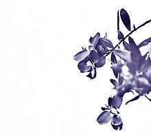 branching out by vampvamp