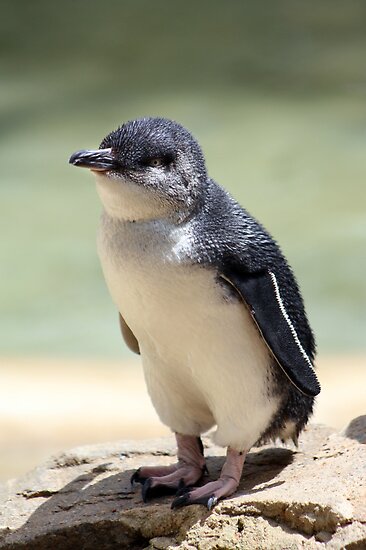 White Flippered Penguin