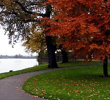 Just in time before the leaves leave by patjila
