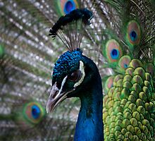Show Off - Peacock displaying his train to a mate by Simon Michelmore
