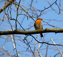 Mr.Robin by rhian mountjoy