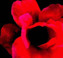 Stop and smell the flowers by Shawty's Photography