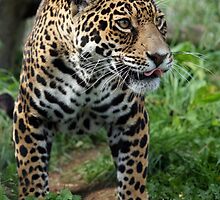 Athena the Jaguar by Mark Tiller