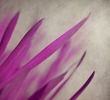 Pink Blades by Priska Wettstein