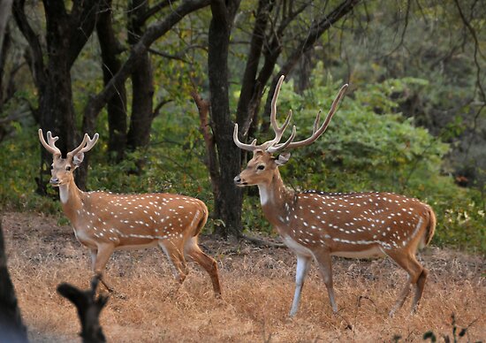 Deer Of India