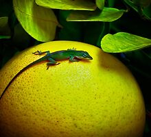 Grapefruit Green Jewel by Bootiewootsy