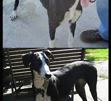 Before and after - the Story of galgo Iola by homesick