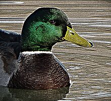 Swimming Pond Friend by David Dehner