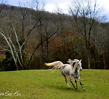 Running Against the Wind by GrayHorseDesign