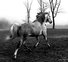 Foggy Morning Run by GrayHorseDesign