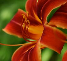 Irresistible by Renee Blake