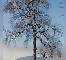 Lonely tree by julie08