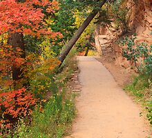Autumn Trail by Nickolay Stanev