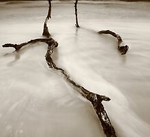 life, even after death... by David Murphy