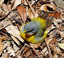 Eastern Yellow Robin - Sunbake on the Forests Floor by Normf