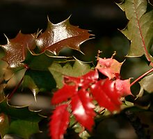 Red and Green Holly by GirlPaint
