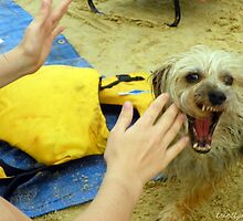 savage dog! where are your manners roly? by trinitywilson