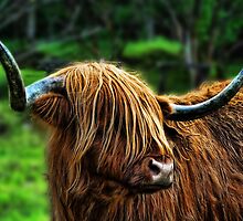 Highland Coo. by Colin Metcalf