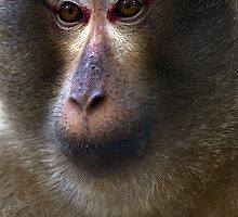 Our Ancestors by SUMIT TANDON