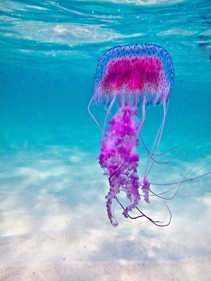 Mauve Stinger Jellyfish