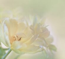 Poetry of light by Maria Ismanah Schulze-Vorberg