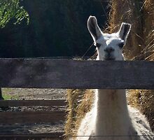 Hey notice Me Dammit. by Maureen Dodd