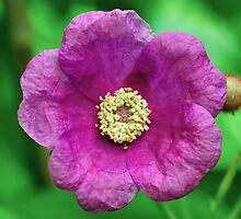 Crumpled Mauve by Al Duke