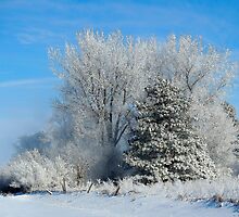 Pure Magic ! by Jan Siemucha