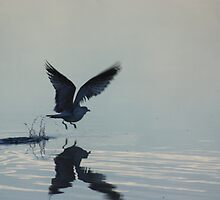 Defying Gravity by Peter Waller