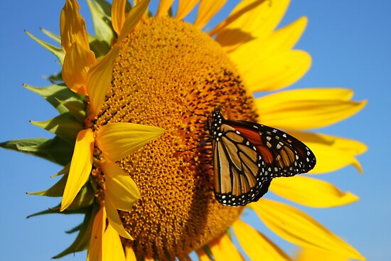 Sitting Pretty on a Sunflower b...