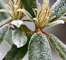A Light Dusting by Bob Roberts